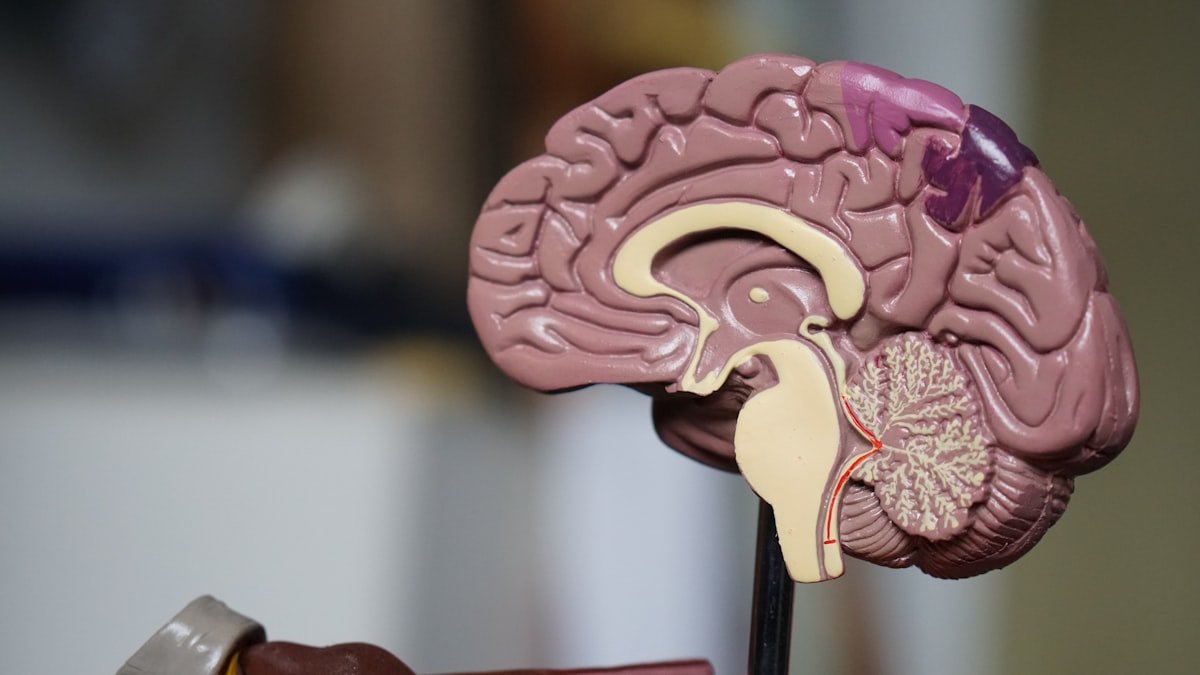A colorful artistic rendering of a brain