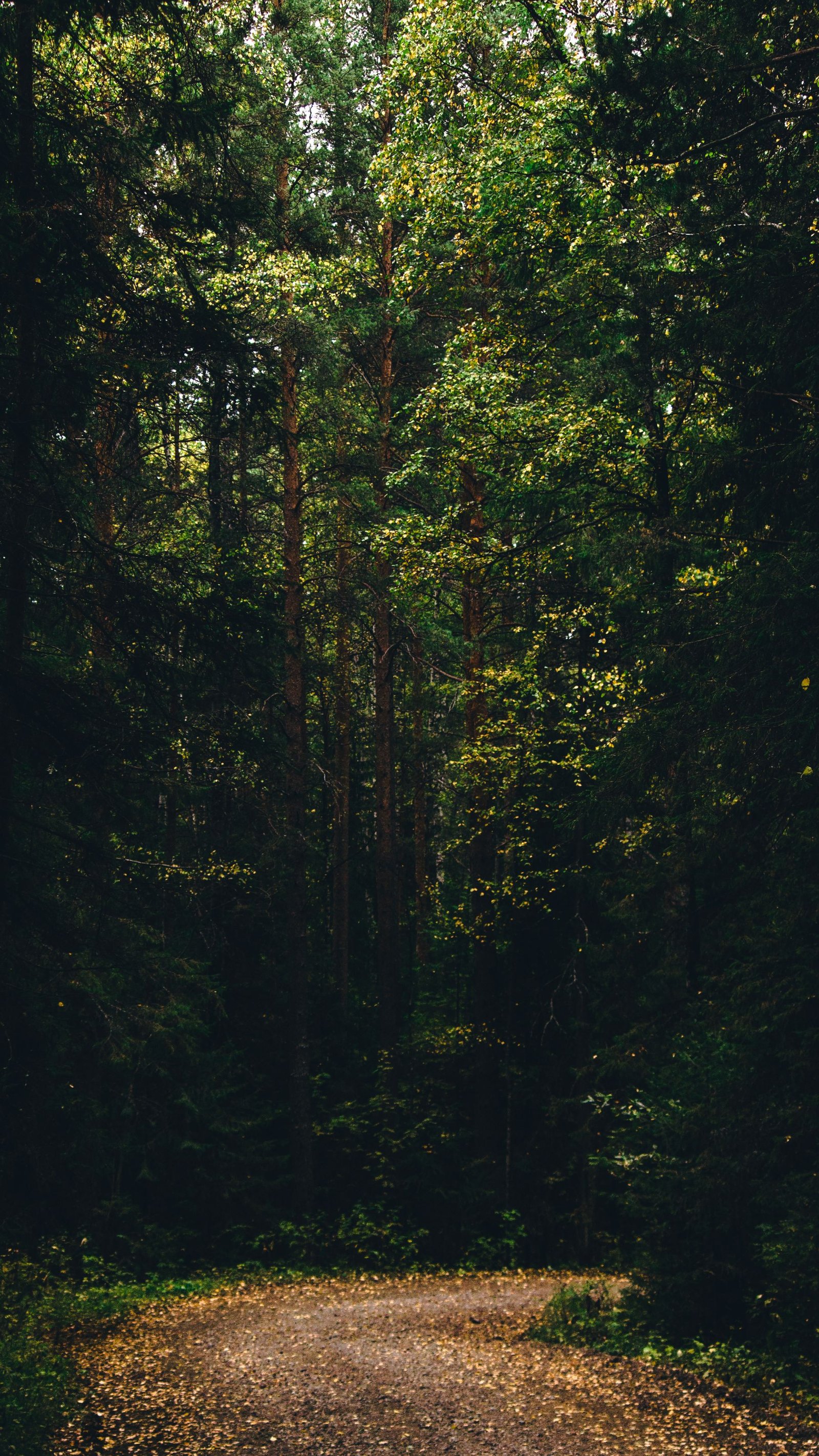 A person walking along a green forest path
